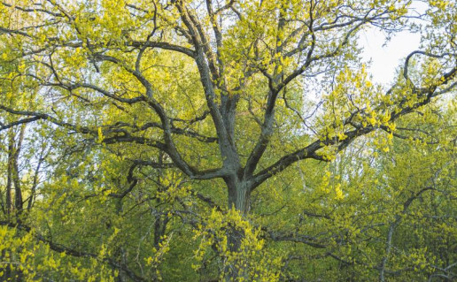 15_Vilhelmo ąžuolas.jpg